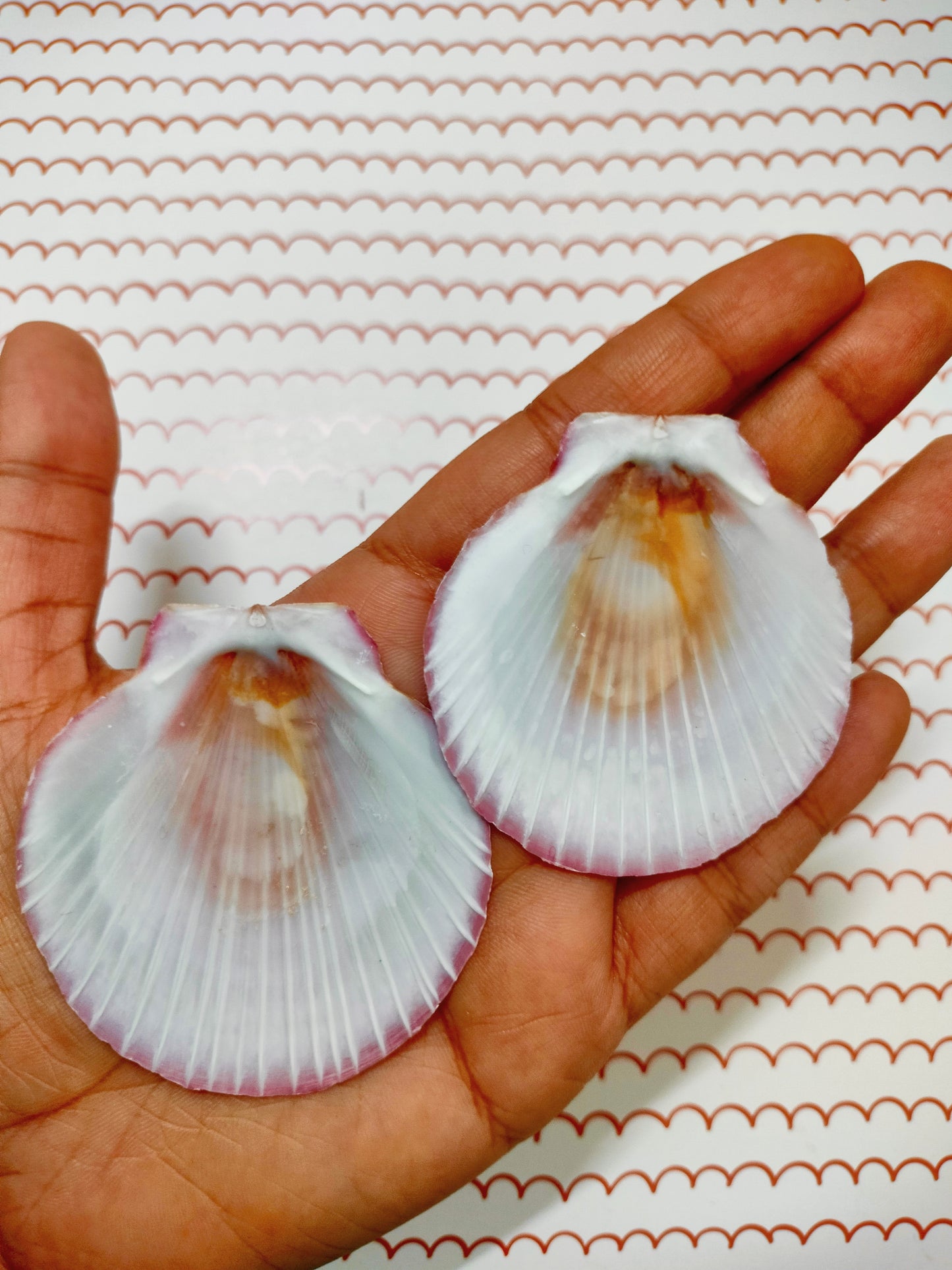 Pink Scallop Shell | Pack of 50 grams