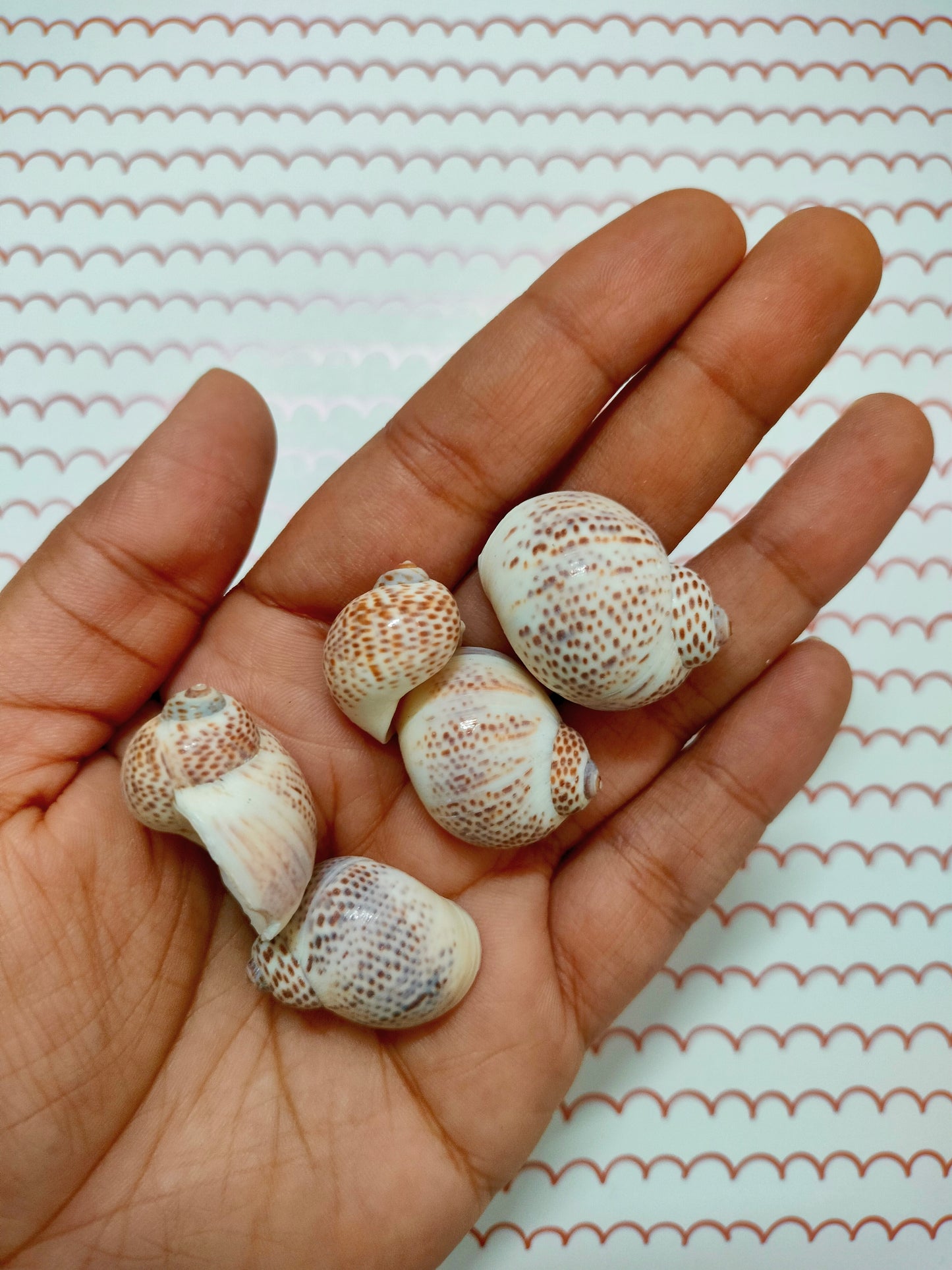 Big Egg Shell Design 2 | Pack of 50 grams