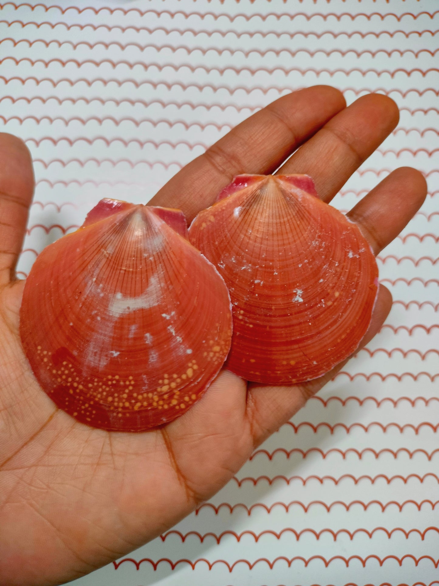 Pink Scallop Shell | Pack of 50 grams