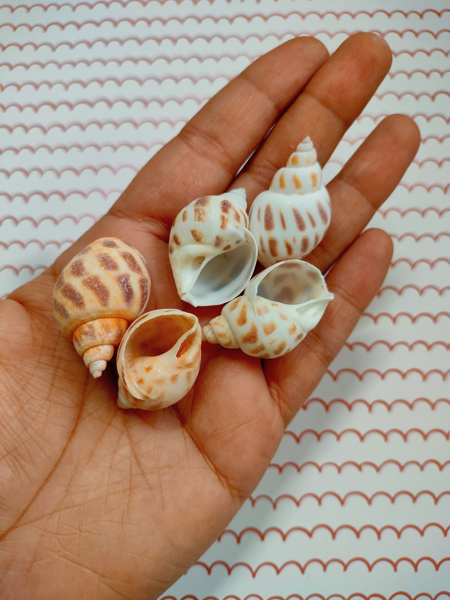 Big Egg Shell Design 1 | Pack of 50 grams
