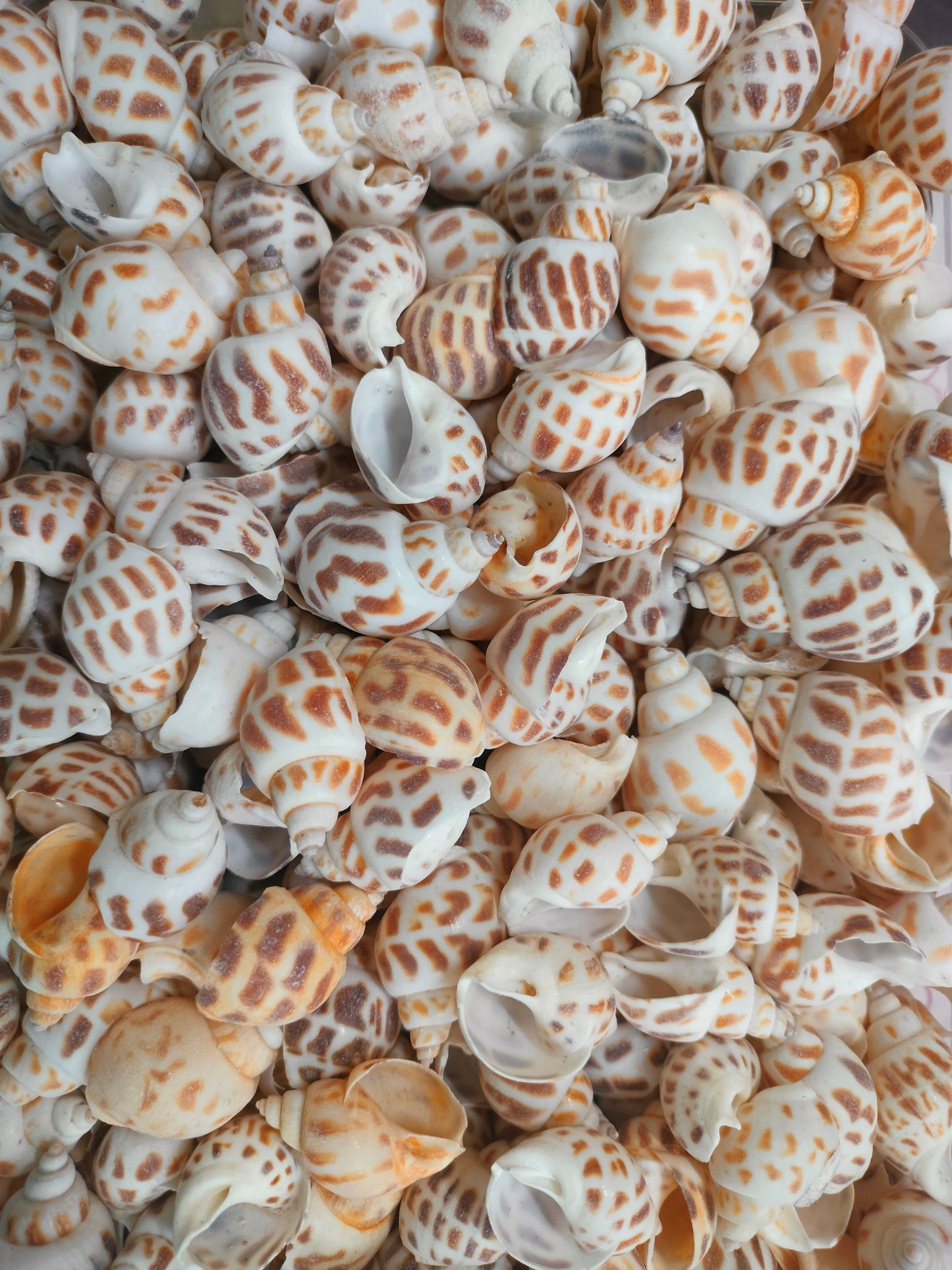 Big Egg Shell Design 1 | Pack of 50 grams